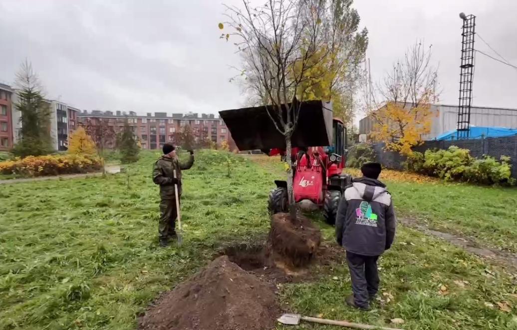«Добрый субботник» в Кронштадте стартовал с высадки деревьев в «Саду памяти» на Тулонской аллее