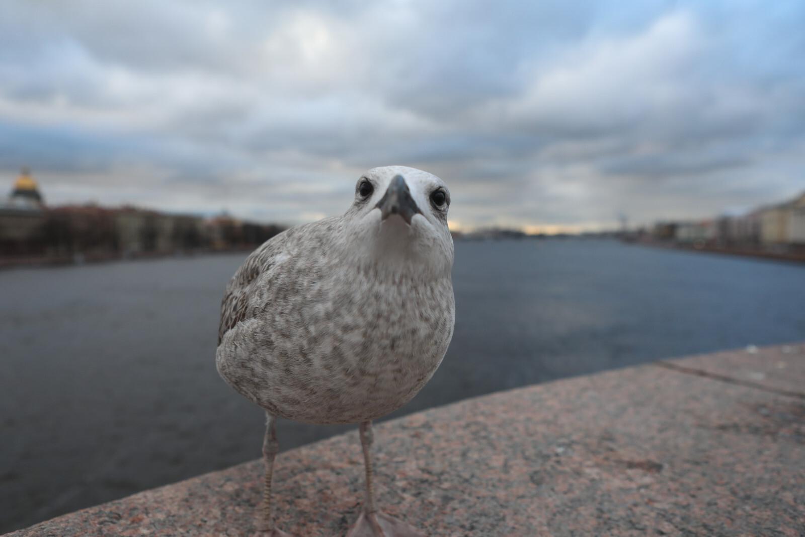 В Санкт-Петербург пройдут небольшие дожди