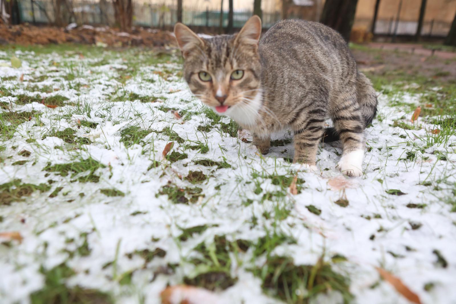 В Госдуме сообщили, сколько домашних питомцев ежегодно выбрасывают в конце дачного сезона