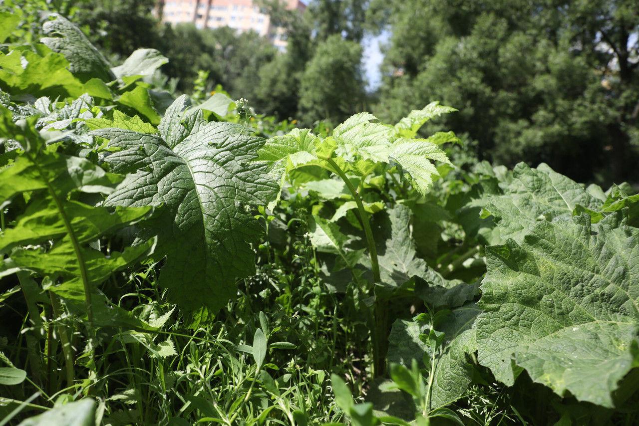 Россиян за борщевик будут штрафовать на 700 тысяч рублей