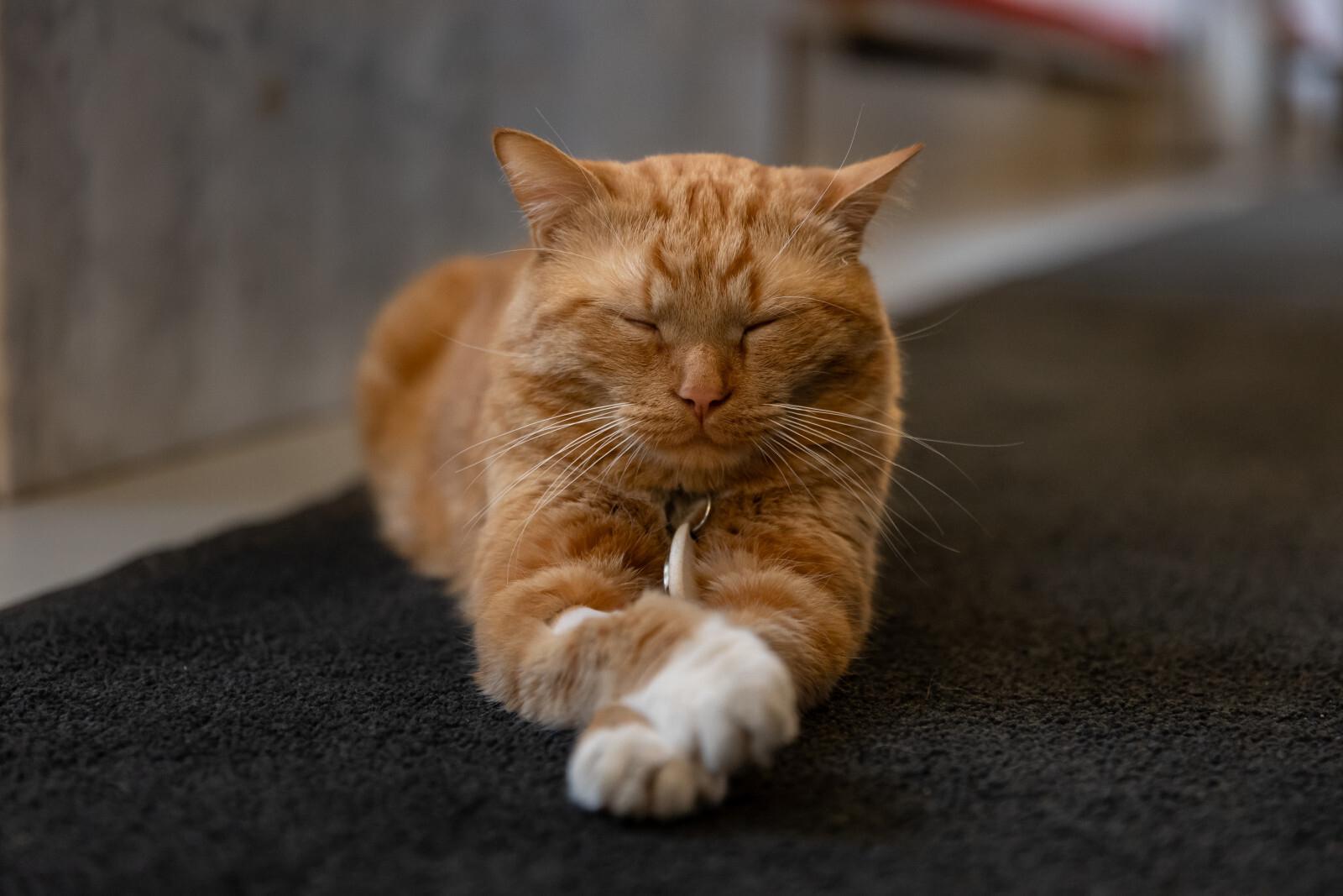 В Госдуме отреагировали на спор о том, как должны мяукать коты на Украине