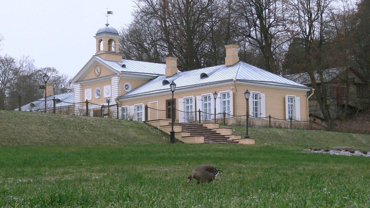В Выборге заметили отставшего от стаи белолобого гуся