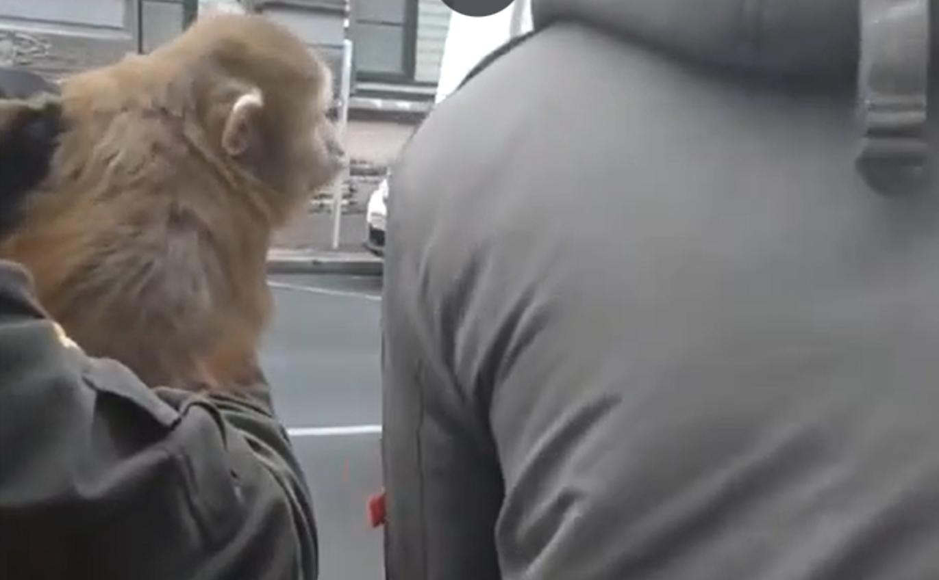 История с «кражей» обезьянки Маши в Петербурге получила неожиданный поворот