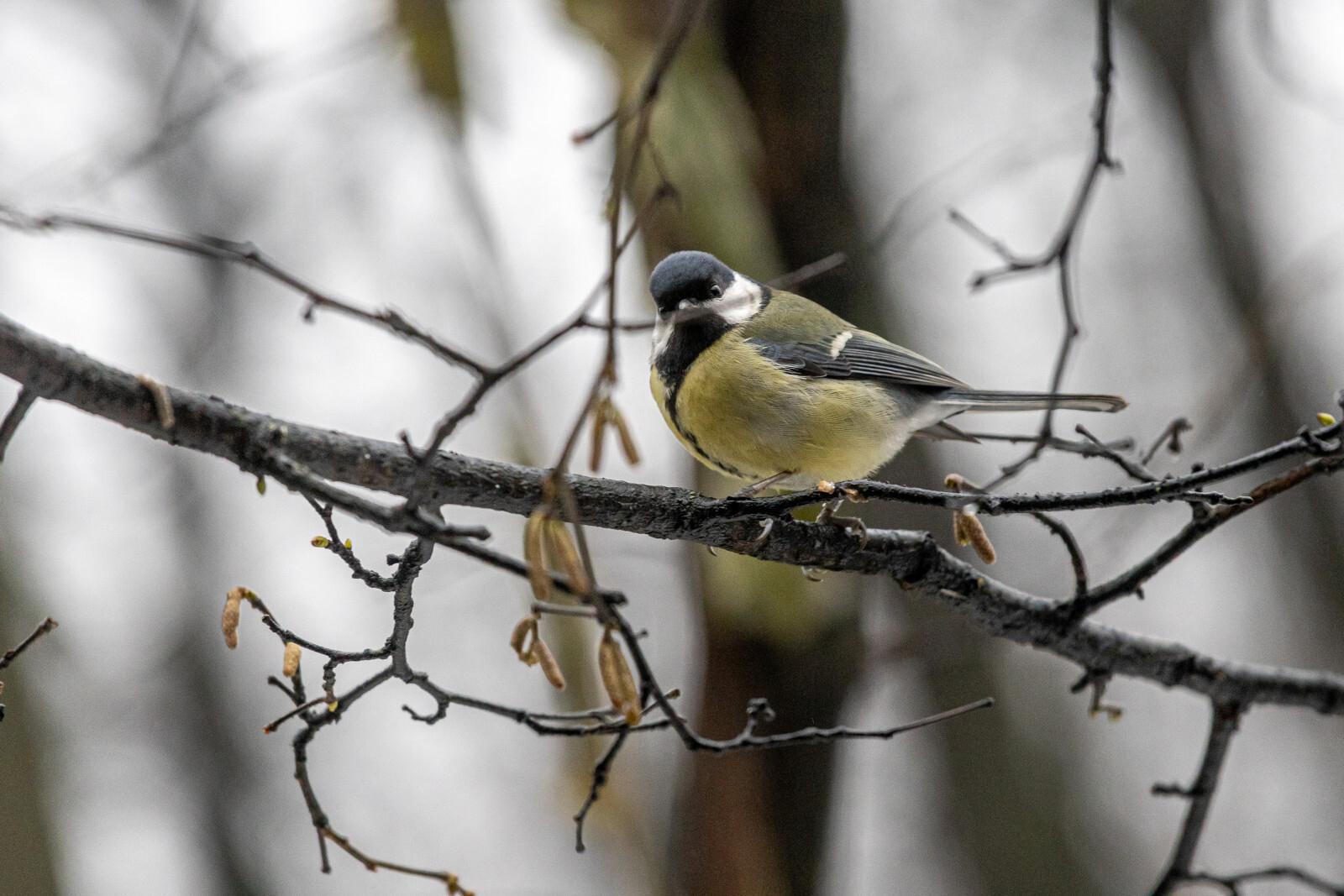 Петербуржцам напомнили, как правильно подкармливать птиц зимой