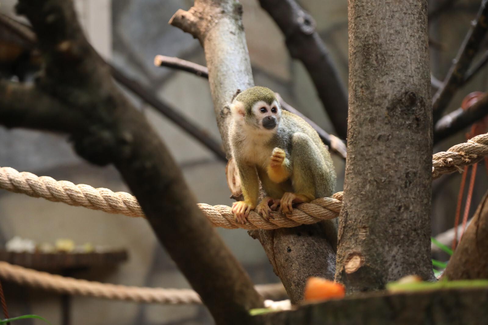 Ленинградский зоопарк будет закрыт для посетителей 8 декабря