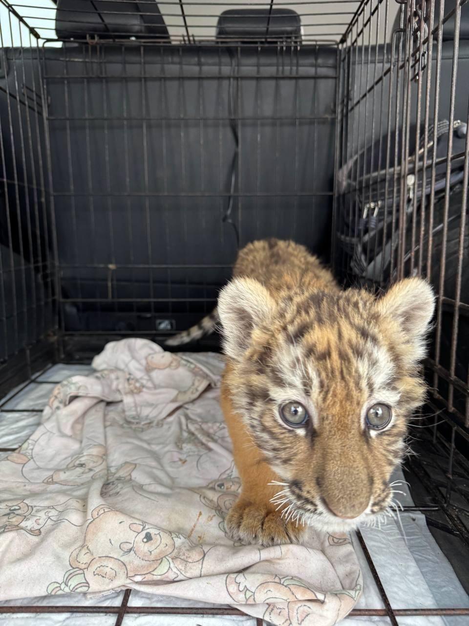 «Дом тигра» из Ленинградской области стал лауреатом премии «Экопозитив-2025»