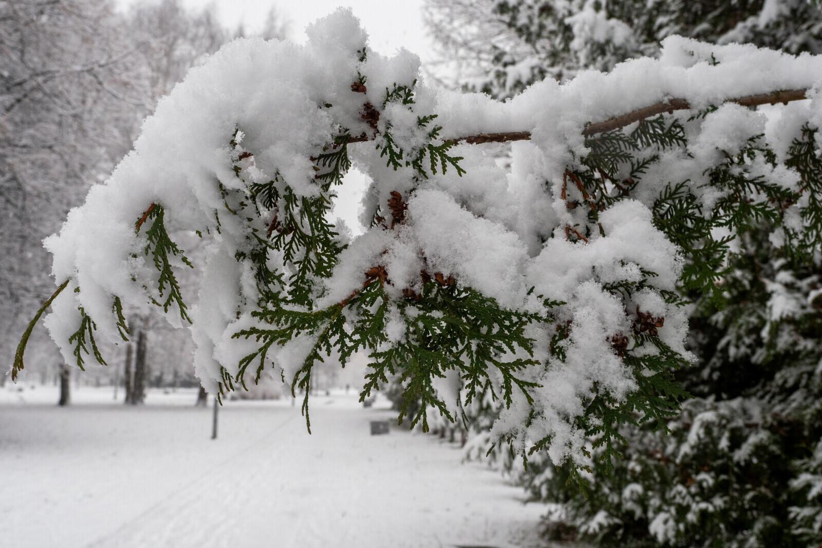 В Ленобласти ожидаются снег и ветер