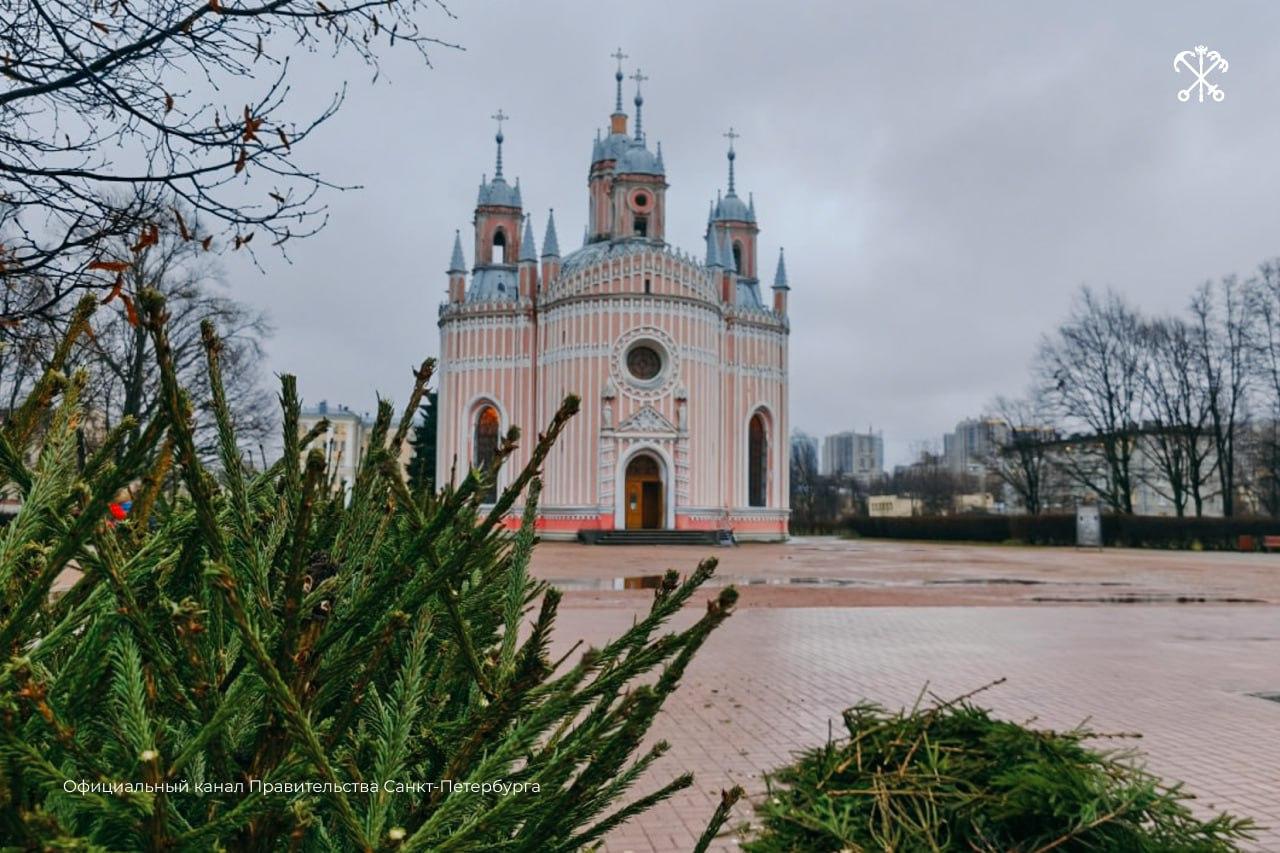 Петербург украшают хвойными композициями