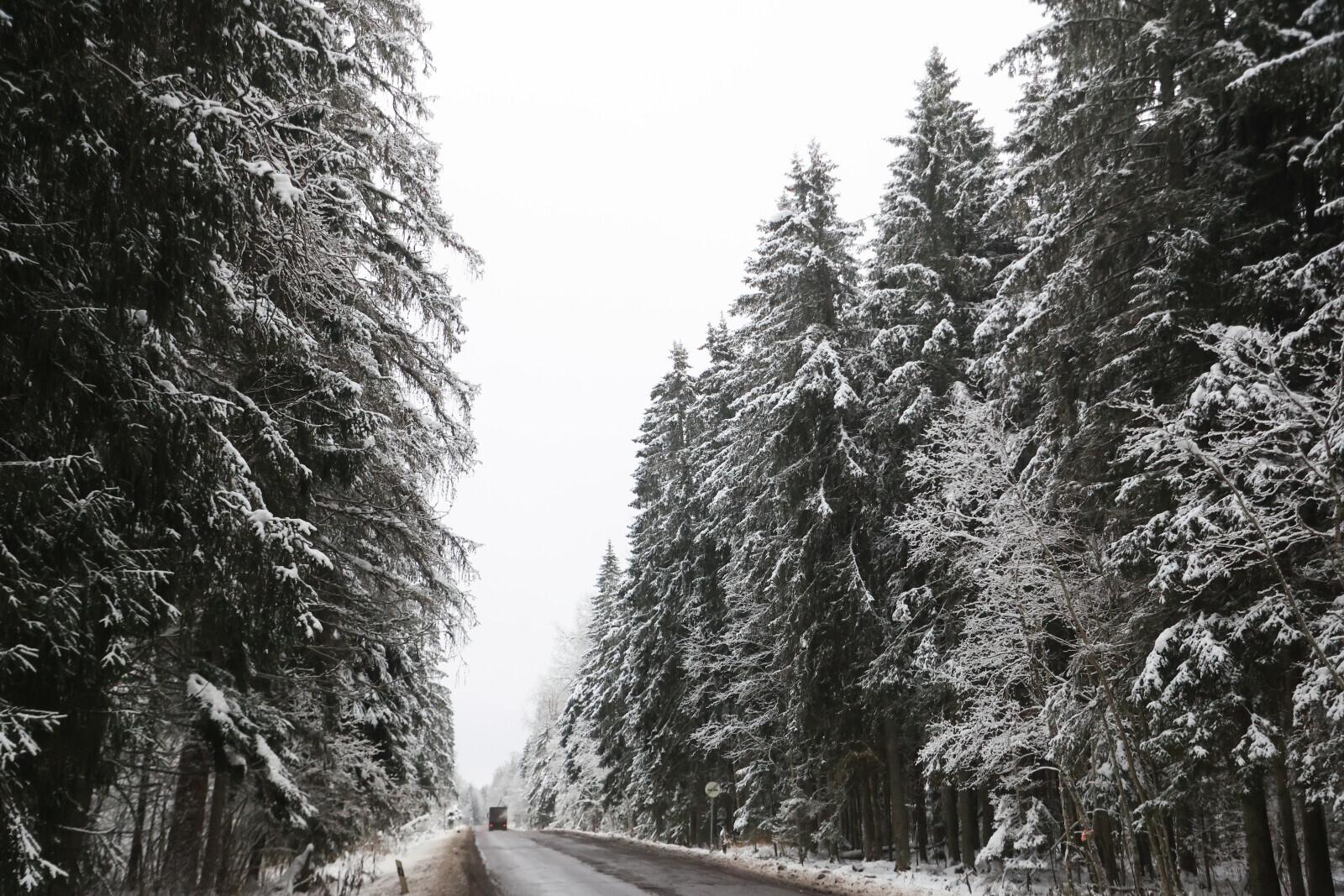 Александр Бастрыкин проверяет законность вырубки лесного массива во Всеволожске