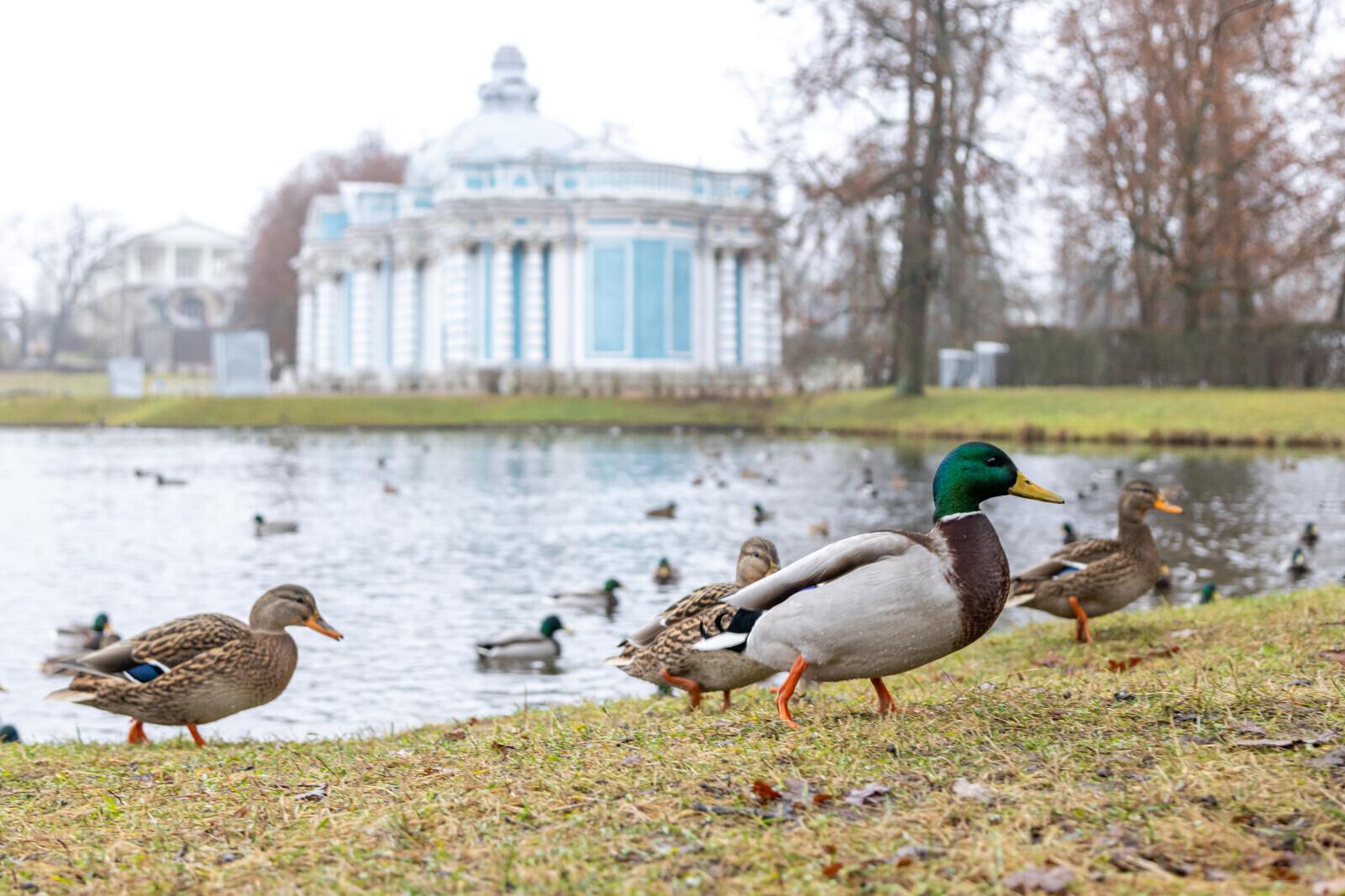До +2 градусов ожидается в Петербурге 15 декабря