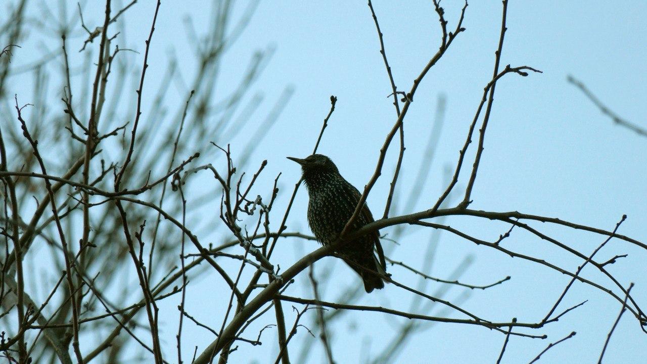 Петербургские скворцы решили остаться на зиму в городе