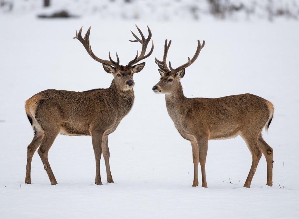 Финская сторона обвиняет российских волков в истреблении оленей