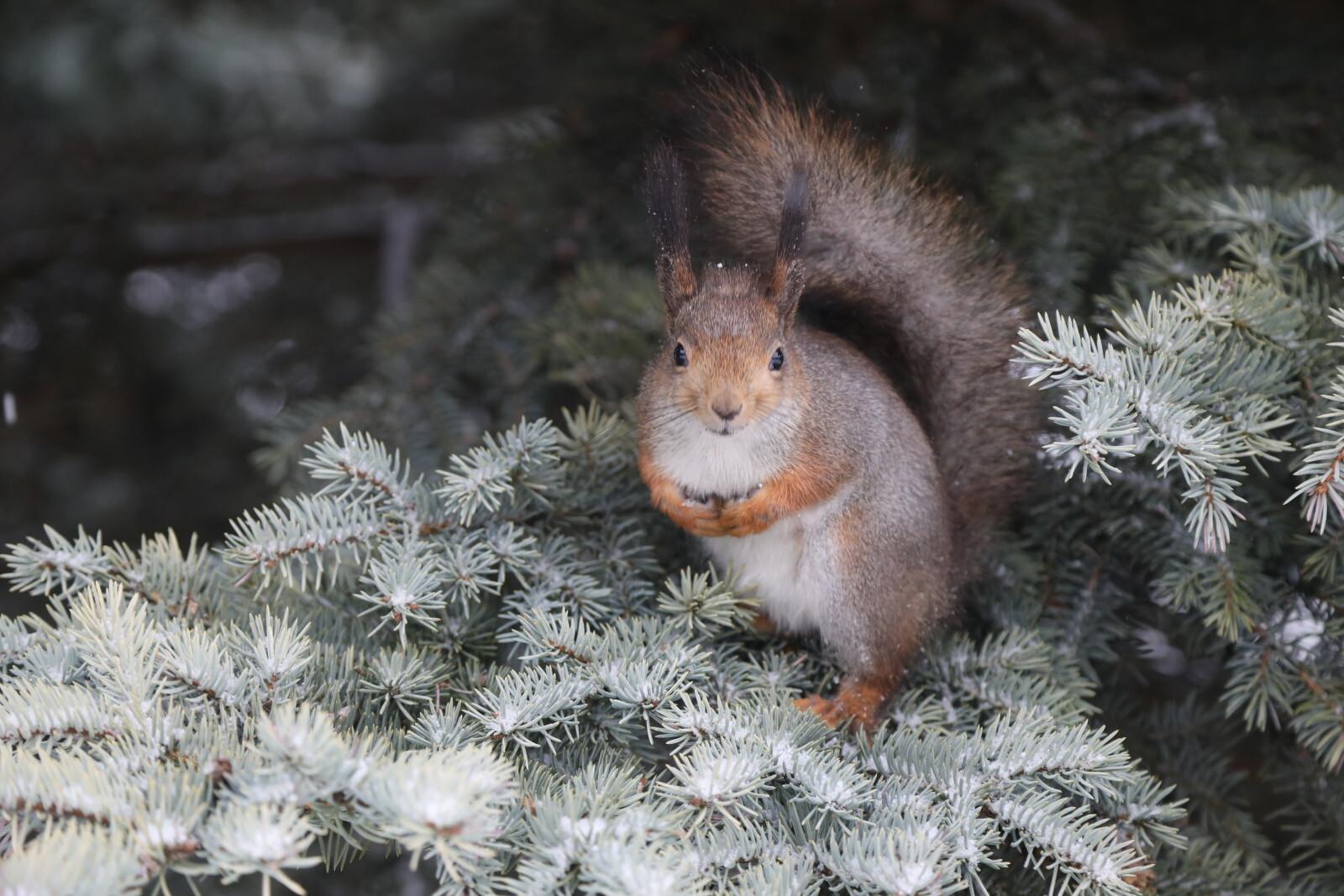 Метель и сильный ветер ожидаются в Петербурге 31 декабря