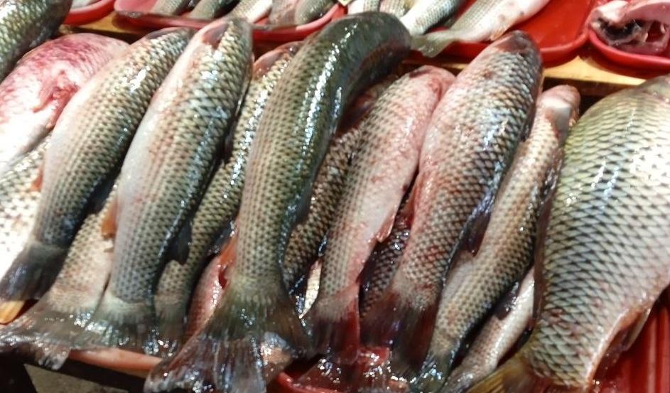 Российские рыбаки поймали более двух миллионов тонн минтая, это лучший показатель за четверть века