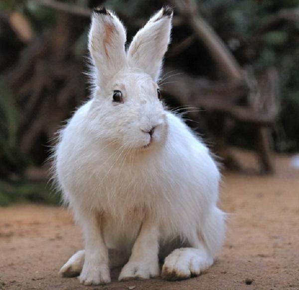 В Ленинградском зоопарке рассказали, что заяц – вовсе не трусишка, а мастер выживания