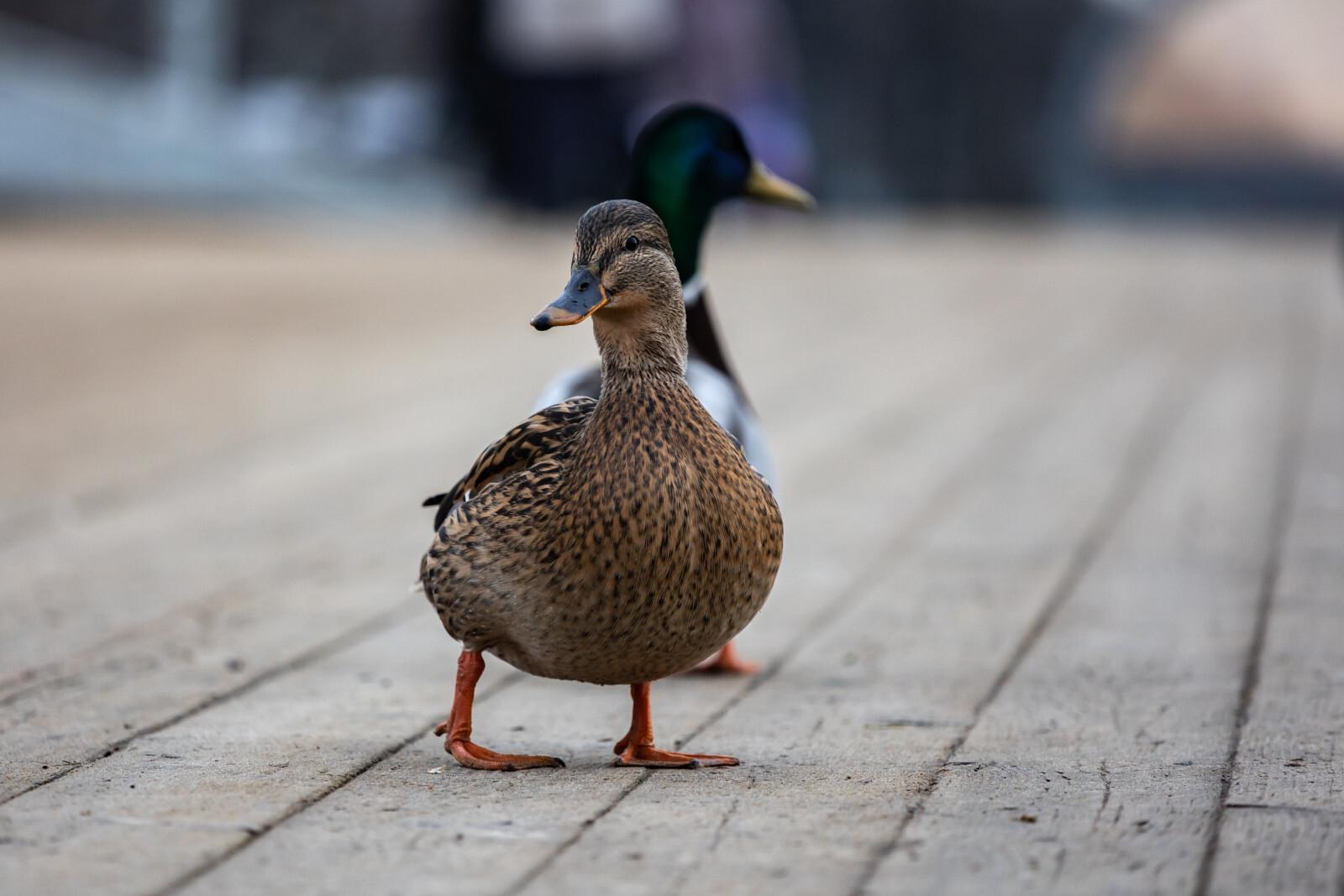 В Петербурге пройдет общероссийский учет зимующих водоплавающих птиц «Серая шейка»