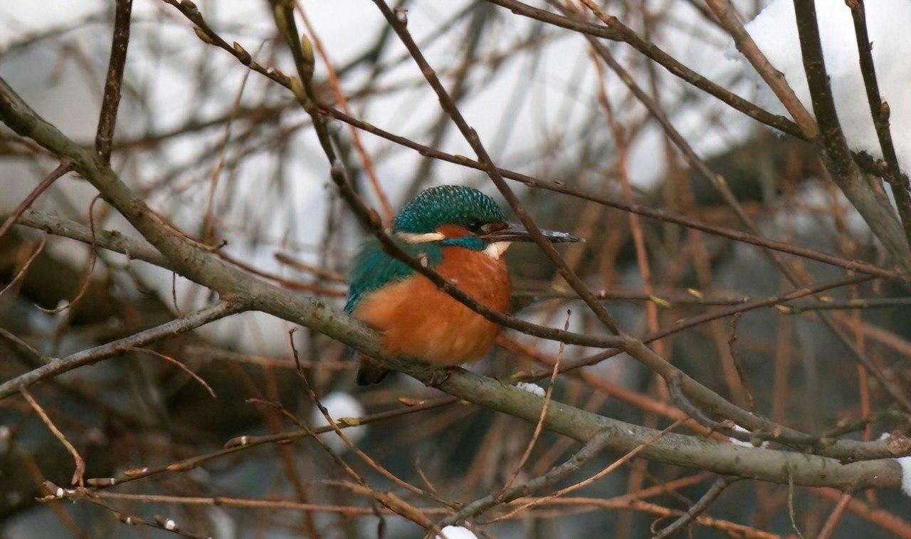 В Северной столице в морозы заметили тропического красавца