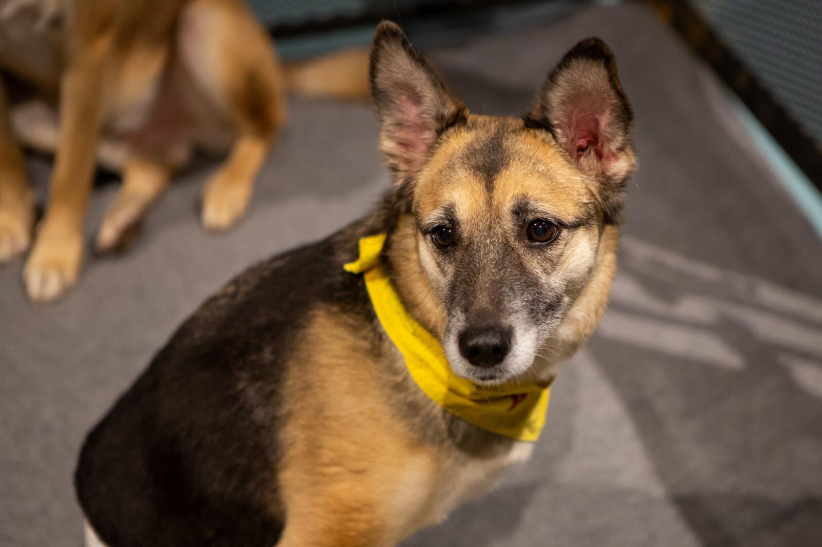 Что делать, если на улице встретили домашнего питомца, который потерялся