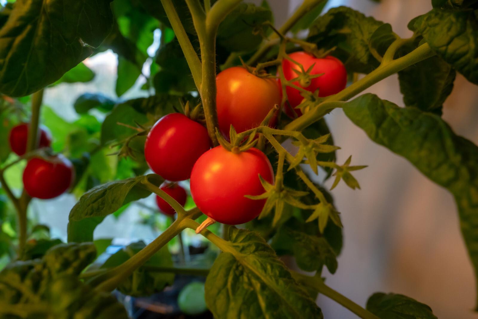 Цены на помидоры в России упали на 17 процентов