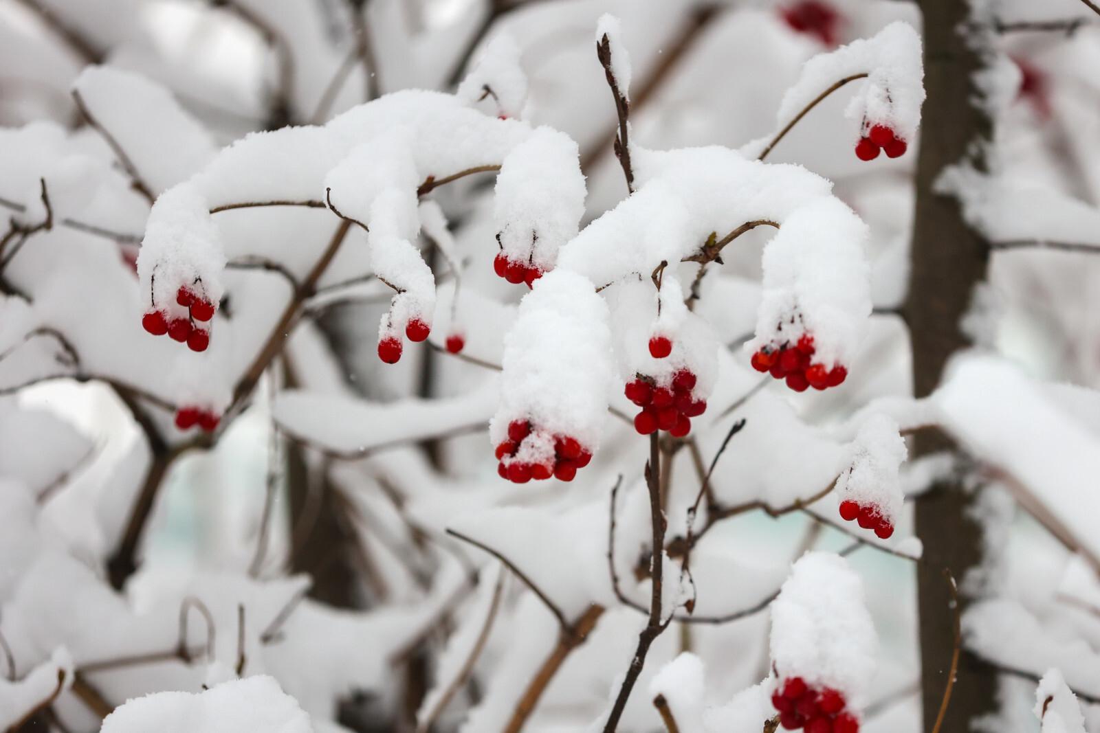 Синоптик Колесов: в Петербурге ожидается несколько морозных дней