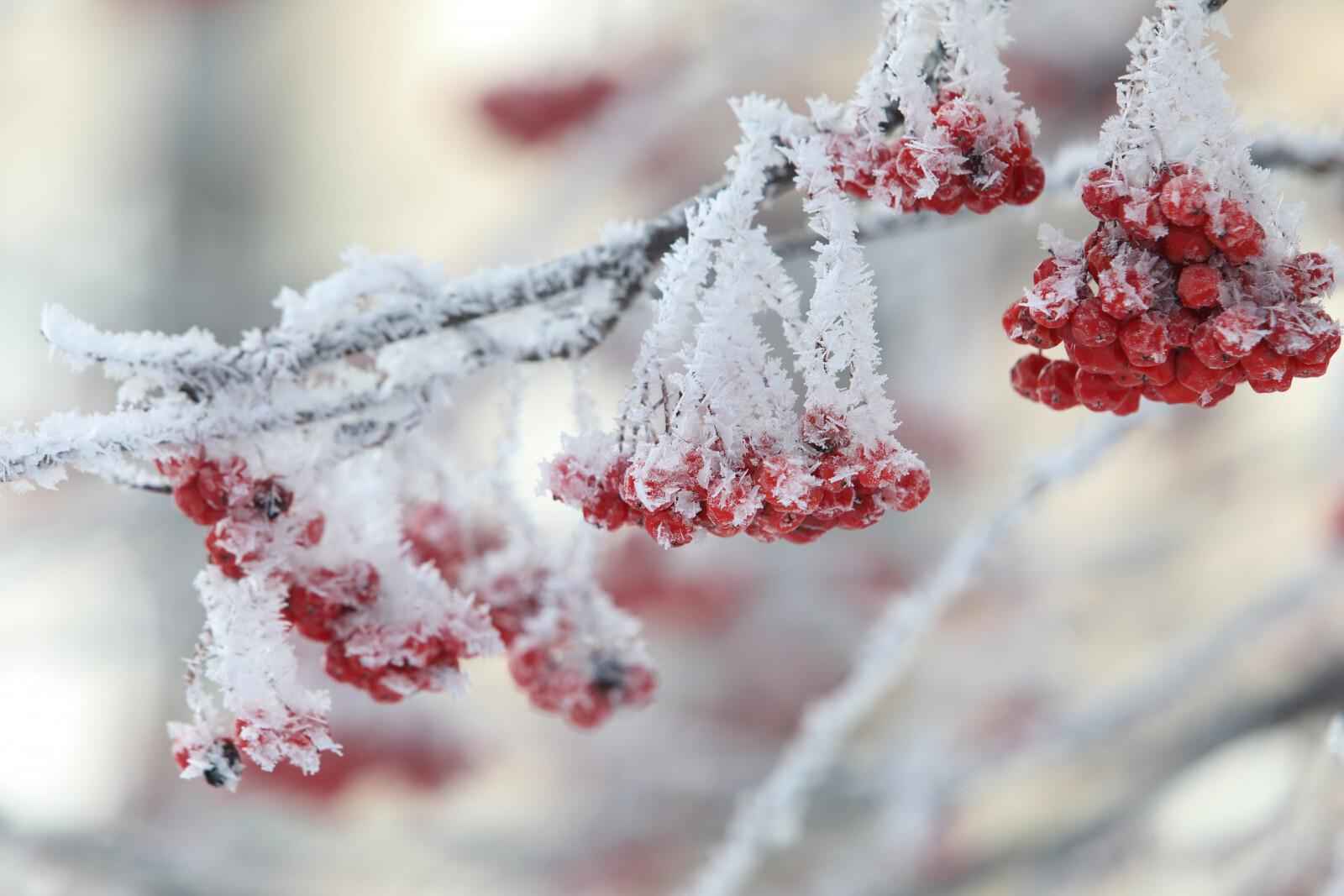 Сильные холода придут на Северо-Запад России