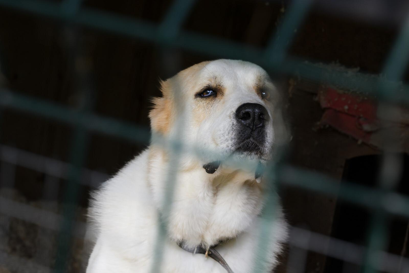 Петербуржцев позвали на фестиваль домашних животных в «Севкабеле»