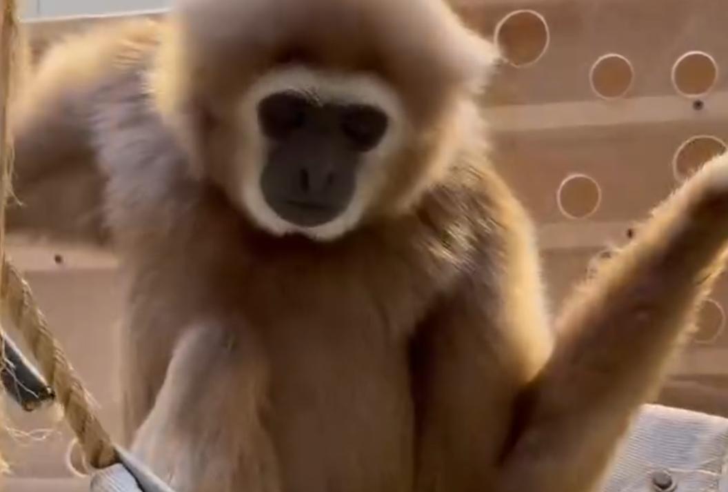 Видео: гиббон Ленинградского зоопарка отмечает 32-й день рождения