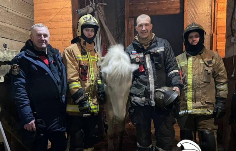 Видео: в Ленобласти вызывали пожарных, чтобы поднять пожилую кобылу