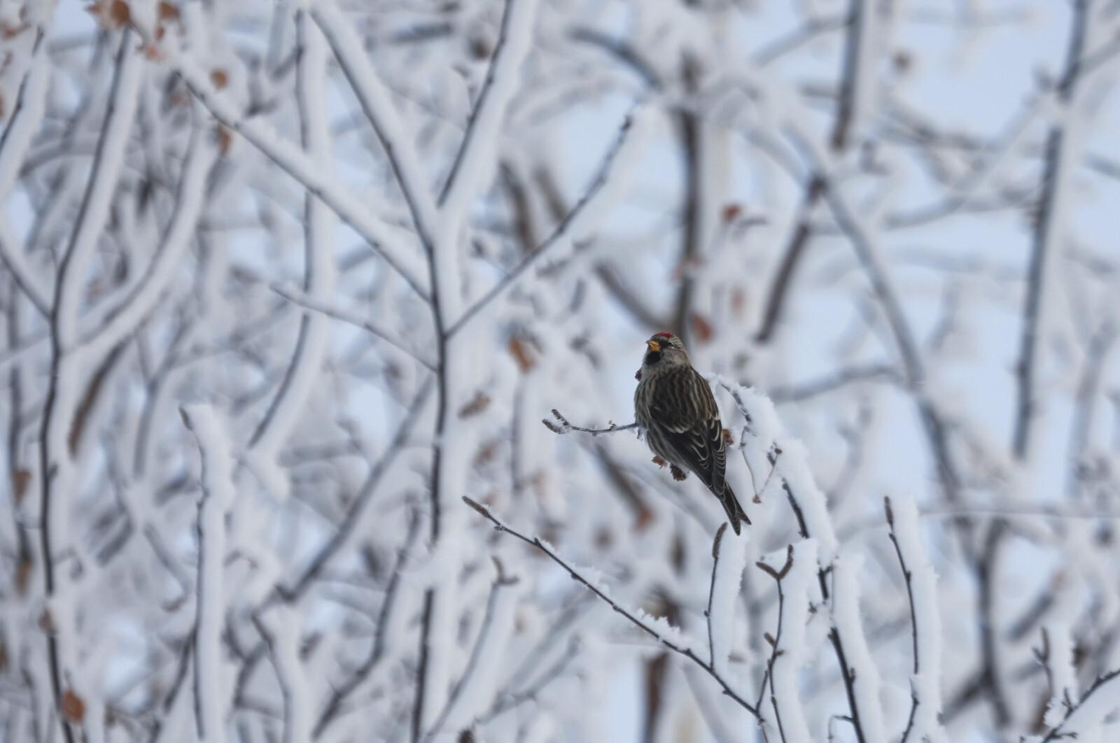 В России в феврале проведут всероссийскую перепись воробьев