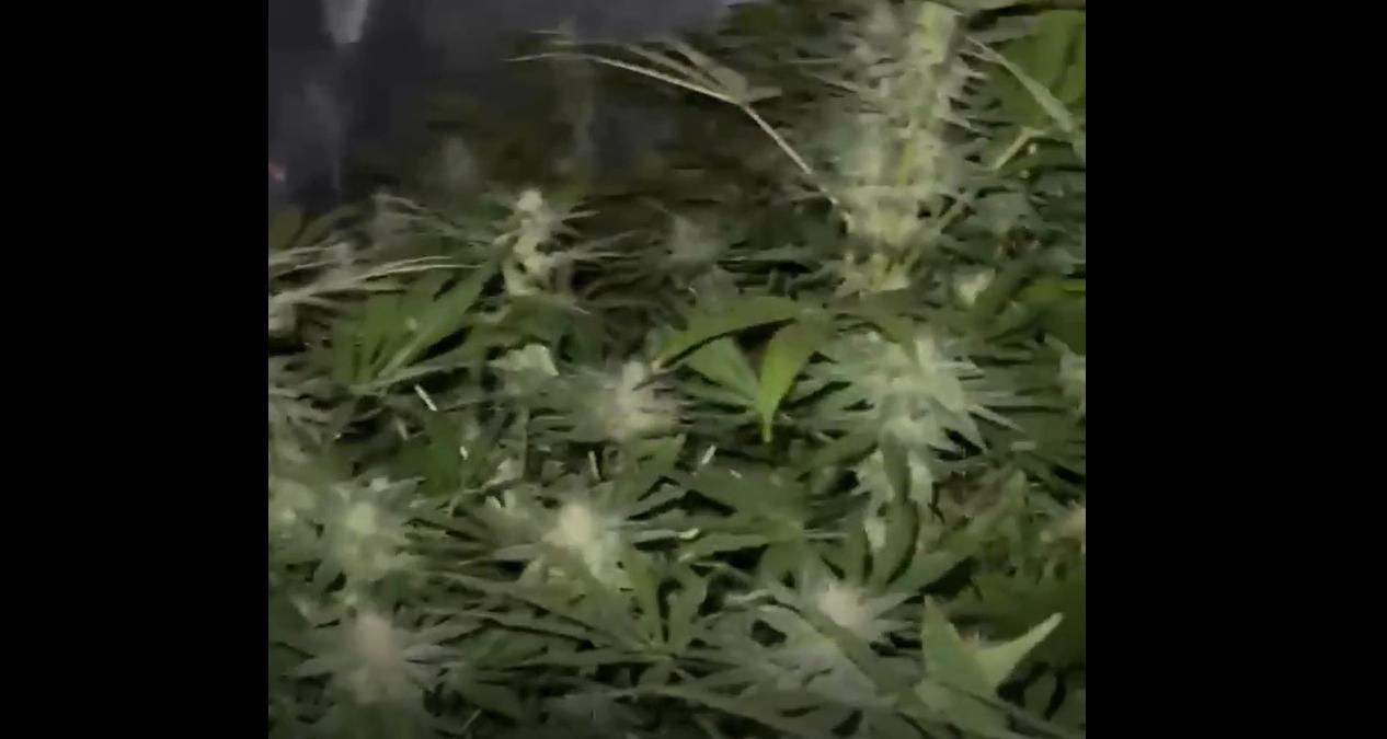 «Сажал помидоры, но выросли не они»: в Петергофе полиция нашла наркоплантанцию