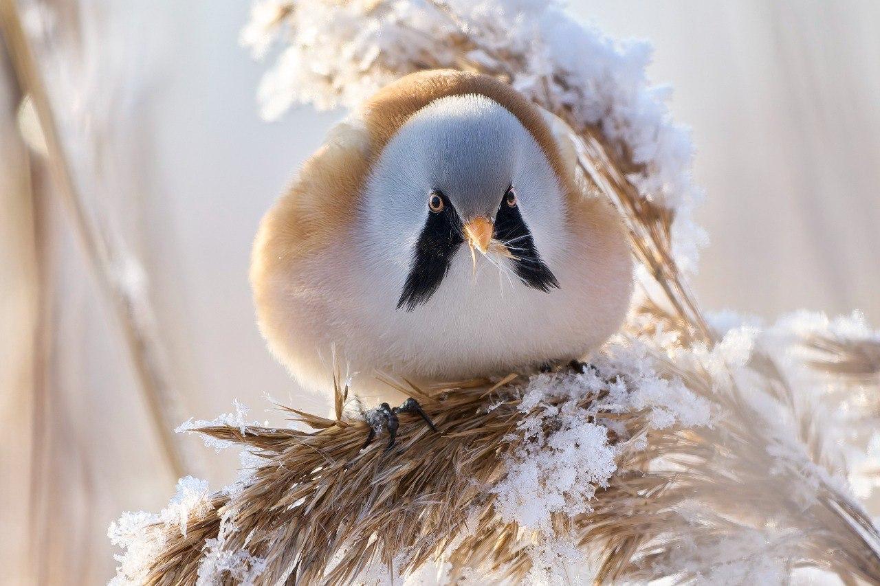 В Петербурге объявилась усатая синица, которая вовсе и не синица, да еще и без усов