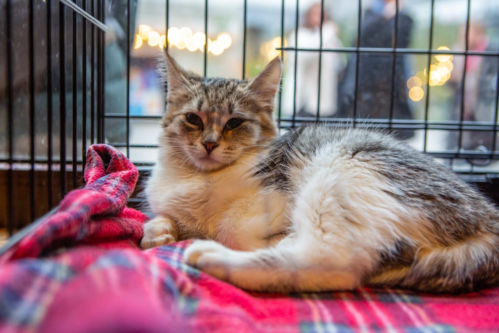 Как в столичных аэропортах предотвращают побеги кошек и собак из переносок