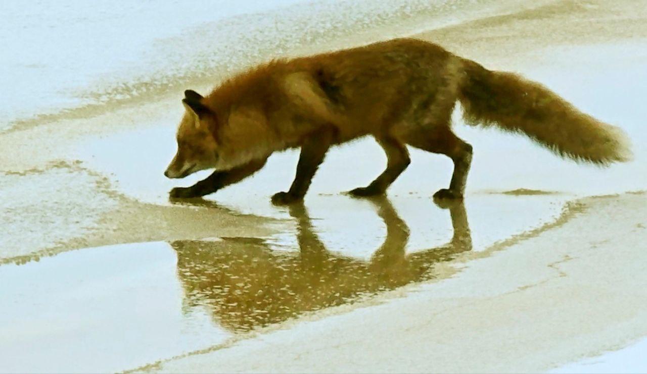 Жительница Сестрорецка встретила лисовина