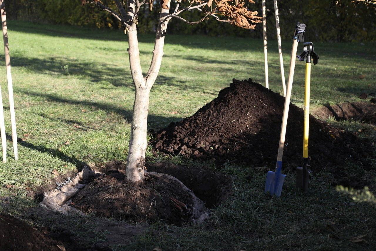 Дачникам рассказали, какую рассаду стоит посадить уже сейчас