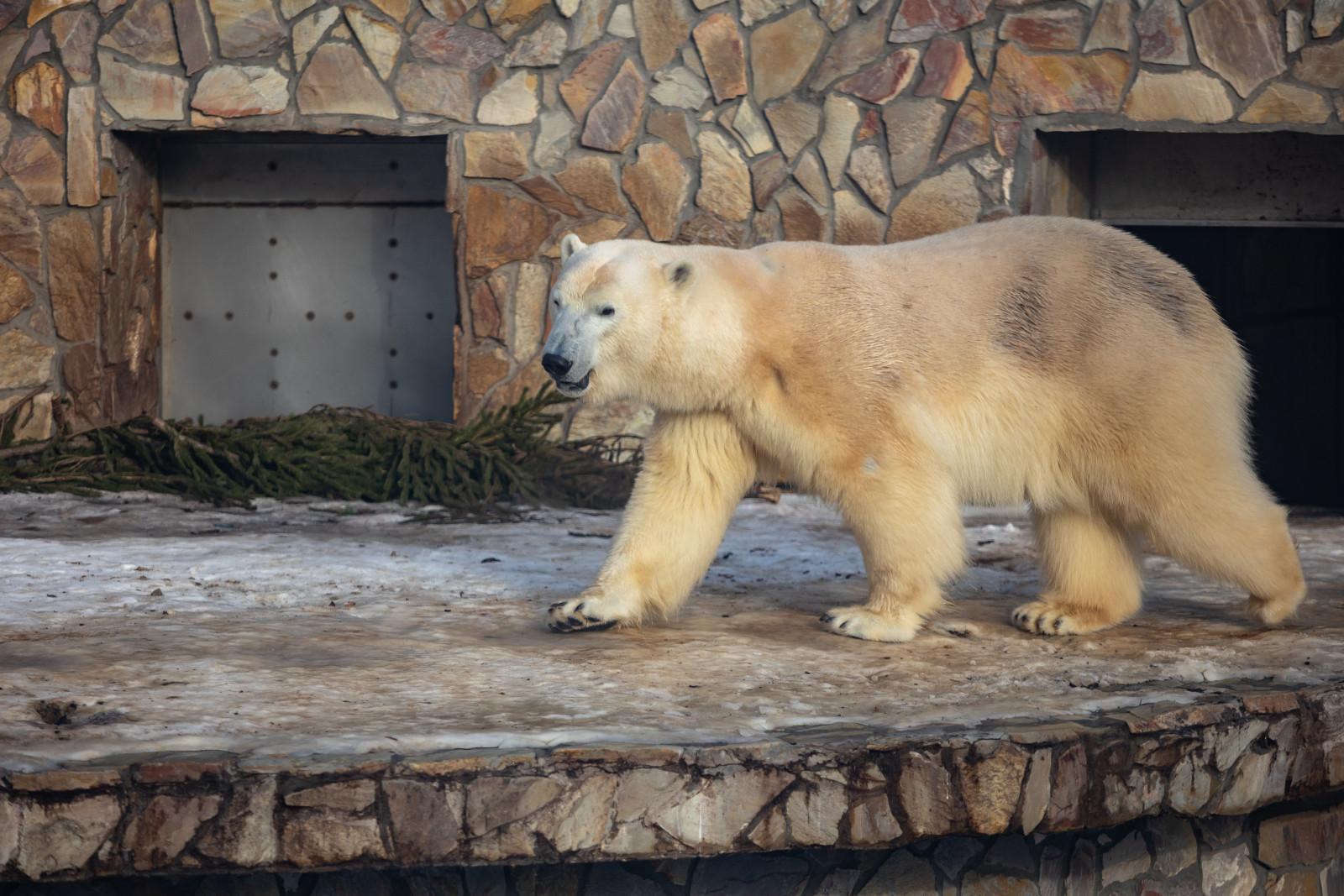 Белая медведица Хаарчаана из Ленинградского зоопарка уничтожила чучело Зимы