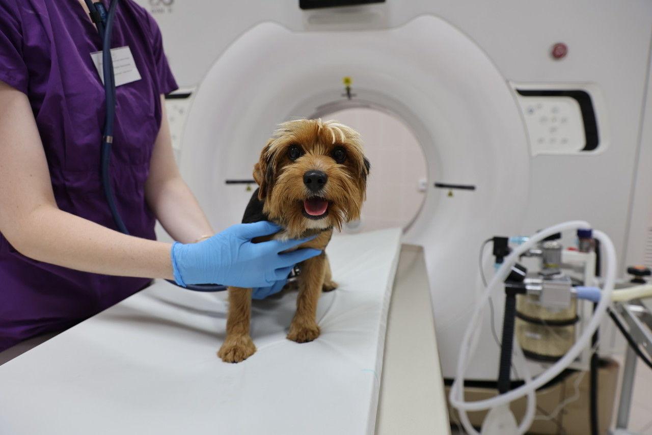 Нижегородских ветеринаров стали наказывать за использование адреналина