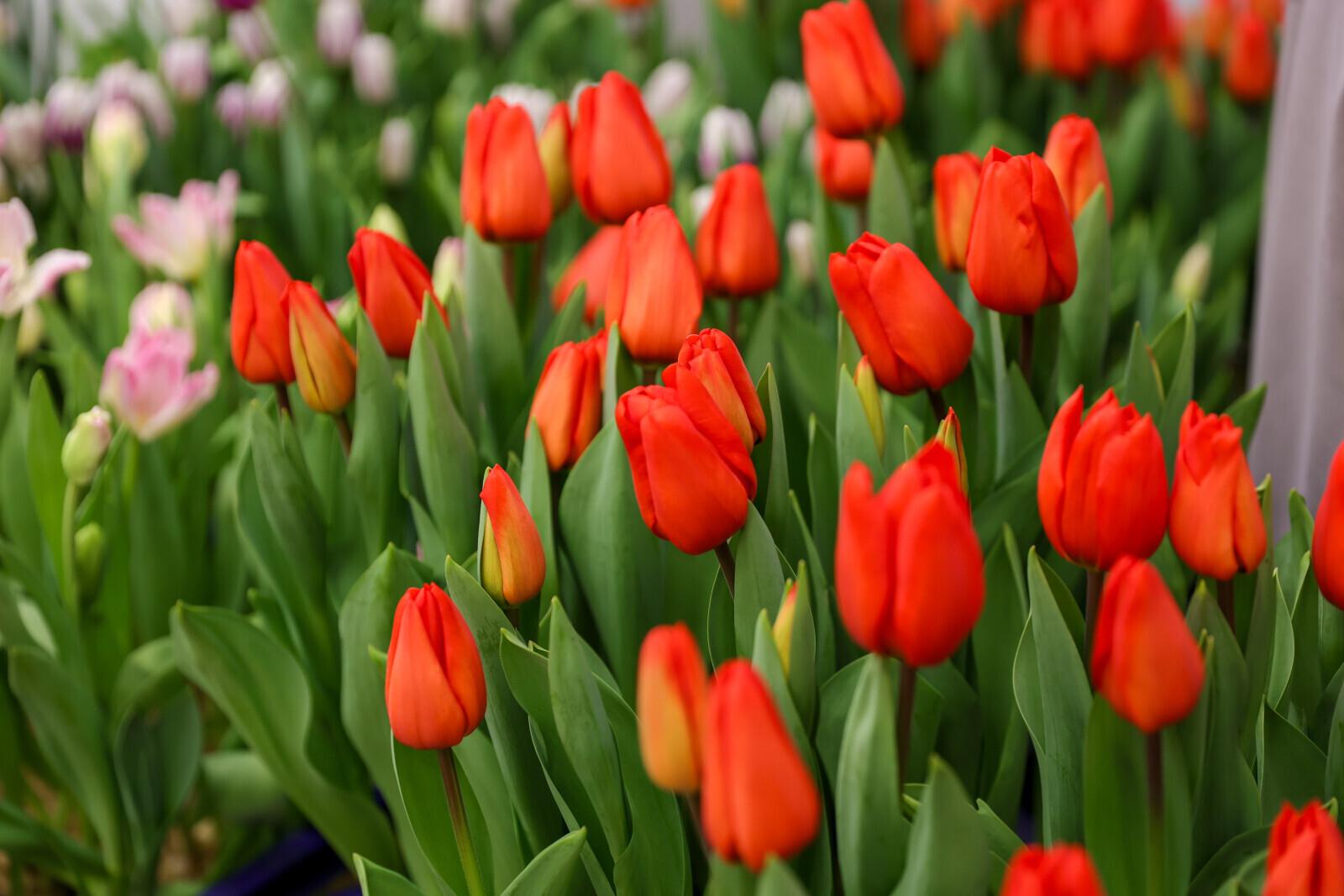 Стало известно, будет ли сокращенным рабочий день 6 марта