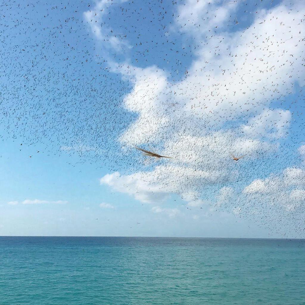 Туристы взволнованы полчищем саранчи на Канарских островах