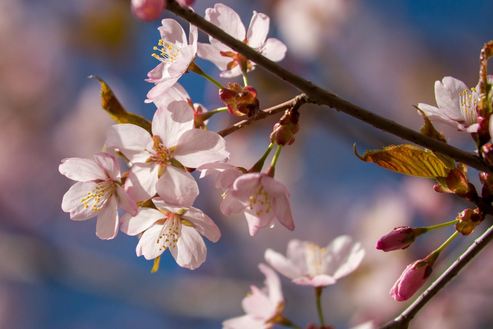 Аллергикам назвали способы пережить сезон цветения без мучений