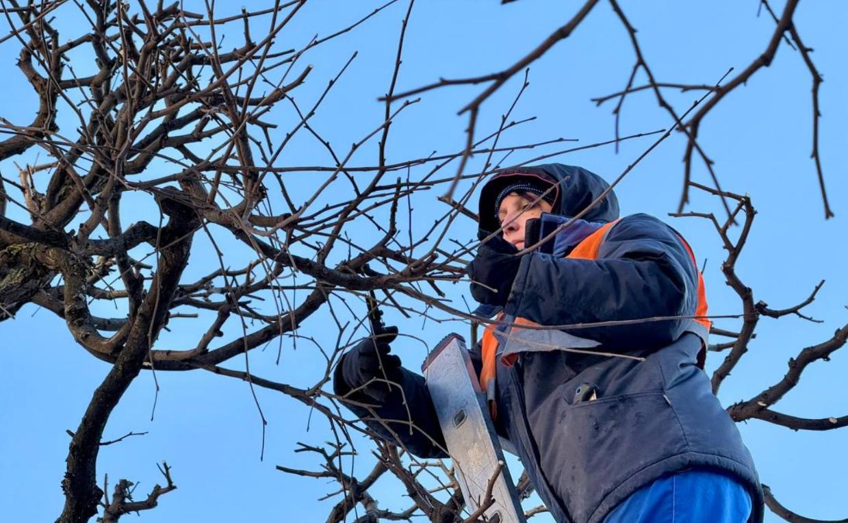Ушаков: садовники готовят «парадные прически» липам на улице Типанова