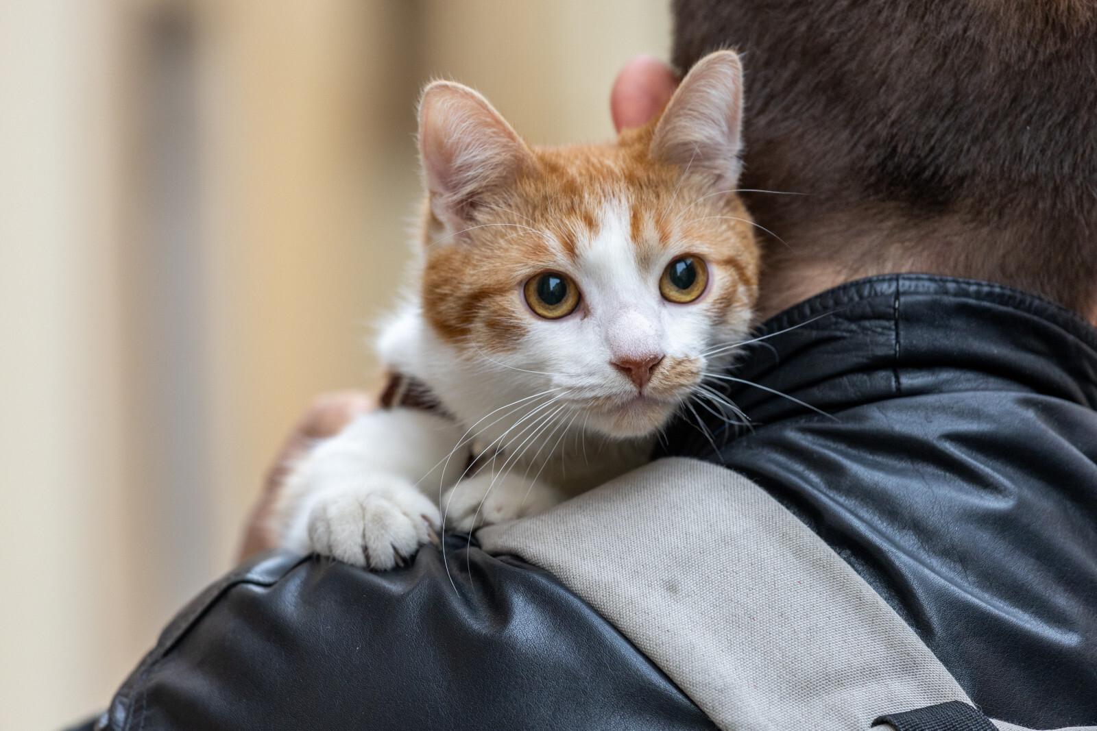 Сколько россияне тратят на любовь к кошкам