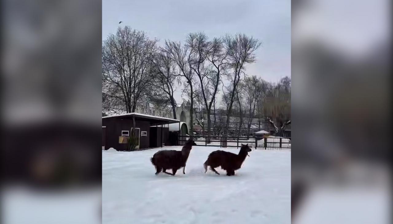 Альпаки Сушка и Гренка из Ленинградского зоопарка переехали в новый вольер