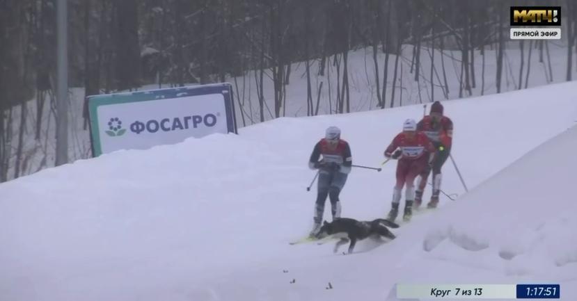 Собака выбежала на трассу и сбила двух лыжниц на чемпионате России