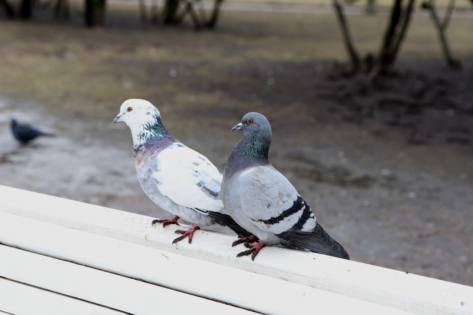 В Ленобласти 9 марта будет холодно и снежно-дождливо