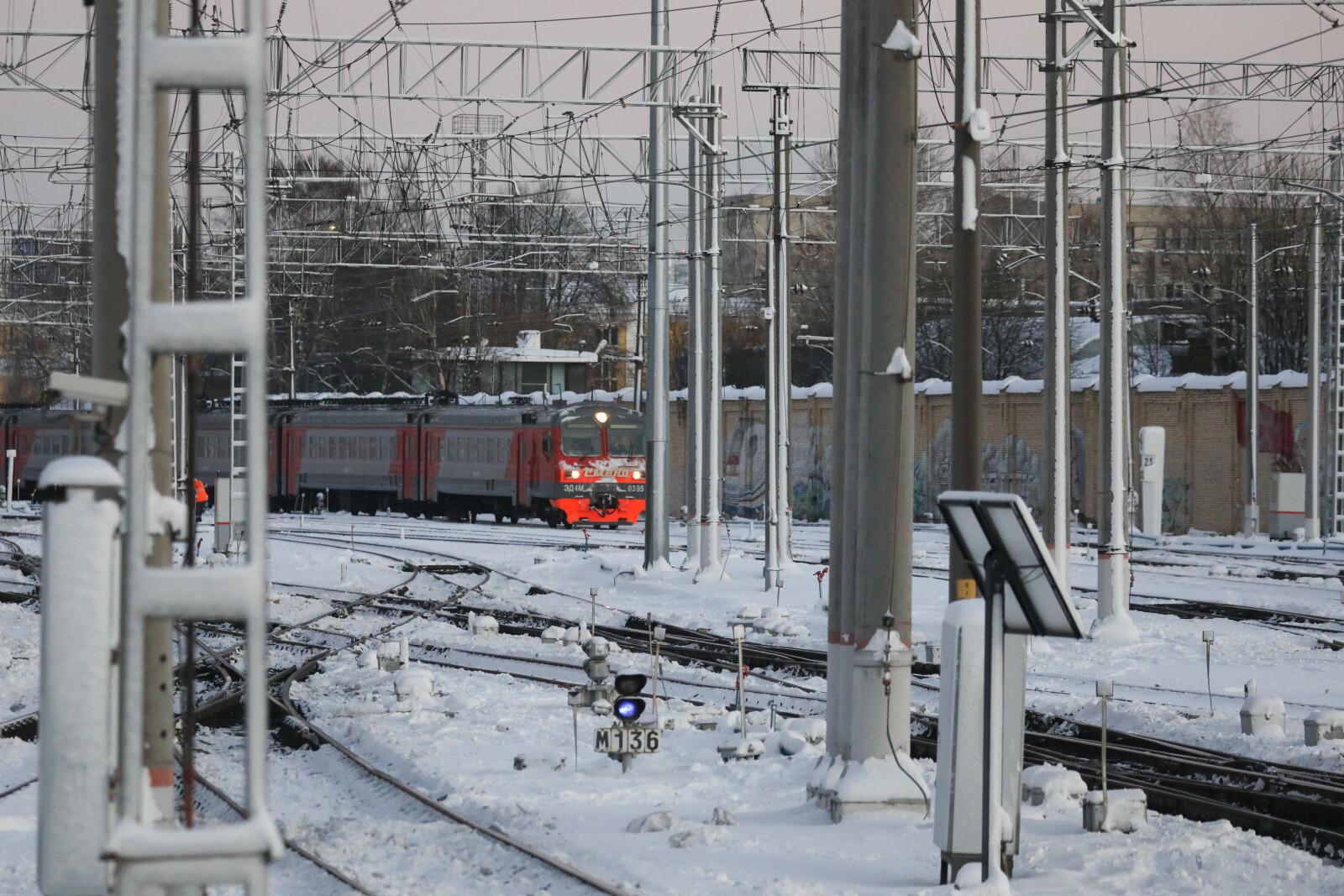 Поезда задержались из-за электрички, сбившей лося на перегоне Манушкино – Павлово-на-Неве