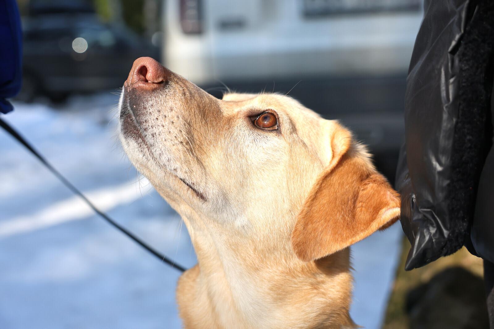 Борьба за статус: почему домашних собак возникает агрессия в семье