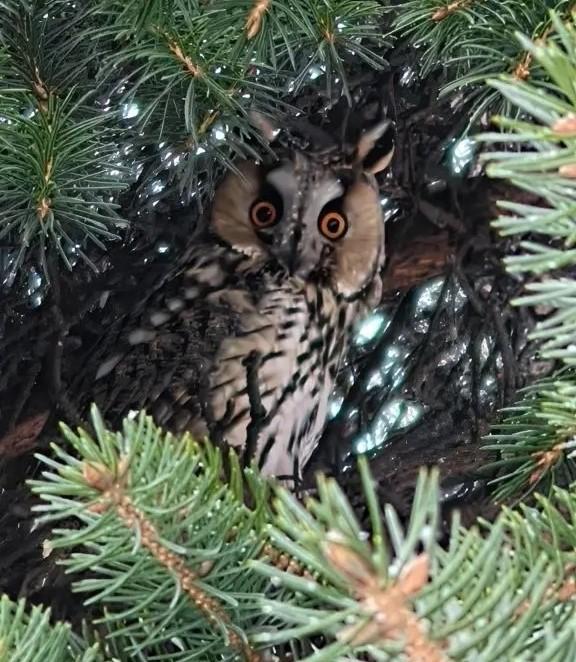 В петербургском парке Екатерингоф поселилась ушастая сова