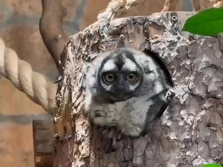 Ночной обезьяне Иноку из Ленинградского зоопарка исполнилось 32 года