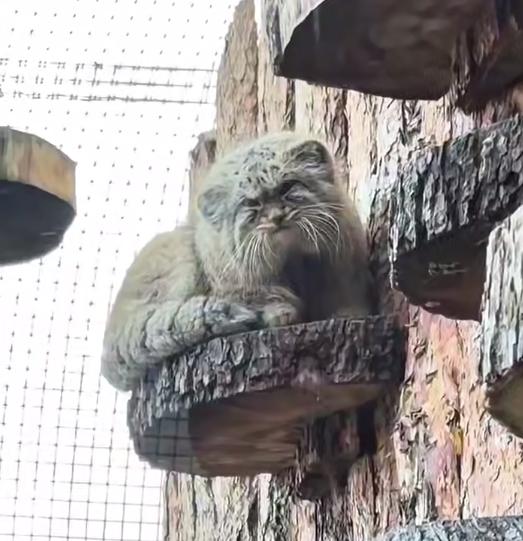 Проснулся, одарил презрительным взглядом и убежал: как выглядят будни манула из Ленинградского зоопарка