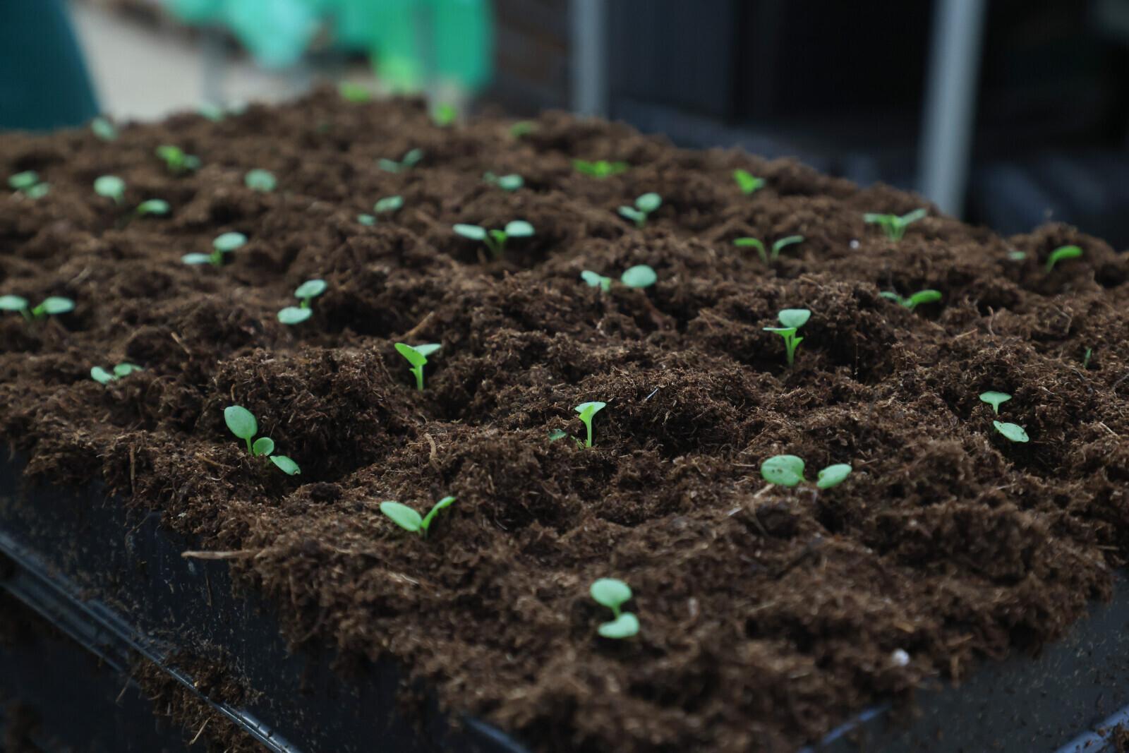 В России разрабатывают овощную оранжерею для полетов на Марс